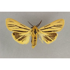 /filer/webapps/moths/media/images/I/internigralis_Estigmene_AF_BMNH.jpg
