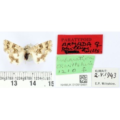 /filer/webapps/moths/media/images/P/philbyi_Armada_PT_BMNH.jpg