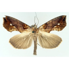 /filer/webapps/moths/media/images/N/nictites_Plusiodonta_AM_TMSA_02.jpg