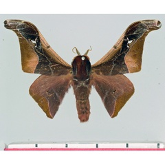 /filer/webapps/moths/media/images/A/angulata_Holocerina_AM_Basquin.jpg