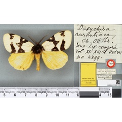 /filer/webapps/moths/media/images/A/aurantiaca_Numenes_HT_BMNH.jpg