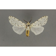 /filer/webapps/moths/media/images/A/affiniola_Alpenus_A_BMNH.jpg