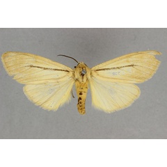 /filer/webapps/moths/media/images/U/unistriga_Epilacydes_AF_BMNH.jpg