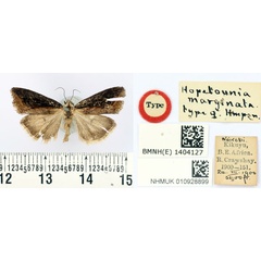 /filer/webapps/moths/media/images/M/marginata_Hopetounia_HT_BMNH.jpg