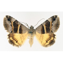 /filer/webapps/moths/media/images/E/euclidioides_Grammodes_AF_TMSA_02.jpg