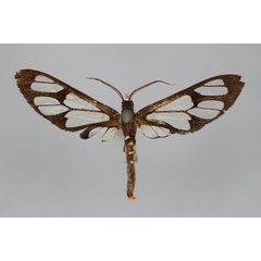 /filer/webapps/moths/media/images/P/puncticincta_Myopsyche_A_BMNH.jpg