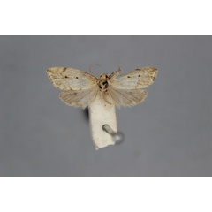/filer/webapps/moths/media/images/D/disticha_Exilisia_HT_BMNH.jpg