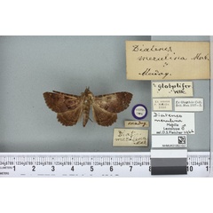 /filer/webapps/moths/media/images/M/merulina_Diatenes_HT_BMNHa.jpg