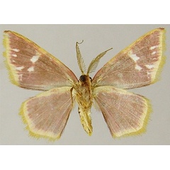 /filer/webapps/moths/media/images/K/kenricki_Chrysocraspeda_AM_ZSMb.jpg