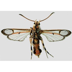 /filer/webapps/moths/media/images/R/rufescens_Malgassesia_AM_MNHN_02.jpg