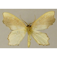 /filer/webapps/moths/media/images/M/malagasy_Gelasmodes_AM_ZSMb.jpg