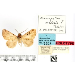 /filer/webapps/moths/media/images/M/modesta_Marcipalina_HT_BMNH.jpg