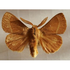 /filer/webapps/moths/media/images/T/trifolii_Lasiocampa_AM_Stroehle_05.jpg