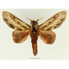 /filer/webapps/moths/media/images/L/lanceolata_Filiola_AM_Basquin_04.jpg