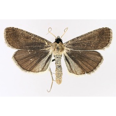 /filer/webapps/moths/media/images/P/plumbea_Tathorhynchus_AM_TMSA_02.jpg