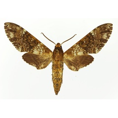 /filer/webapps/moths/media/images/L/laucheana_Poliana_AM_Basquin.jpg