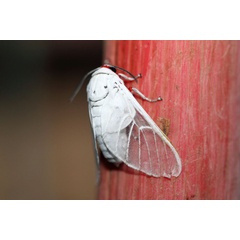 /filer/webapps/moths/media/images/P/pulchra_Balacra_A_Voaden_01.jpg