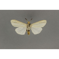 /filer/webapps/moths/media/images/B/bivittata_Acantharctia_HT_BMNH.jpg