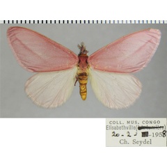 /filer/webapps/moths/media/images/S/simplex_Rhodophthitus_AM_ZSMa.jpg