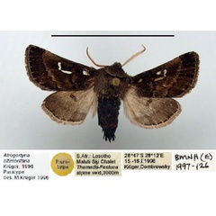 /filer/webapps/moths/media/images/A/altimontana_Afrogortyna_PT_BMNH.jpg