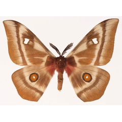 /filer/webapps/moths/media/images/A/aslauga_Bunaea_AM_Basquin_02a.jpg
