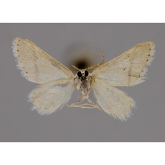/filer/webapps/moths/media/images/S/subgastonaria_Scopula_A_ZSM_02.jpg