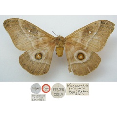 /filer/webapps/moths/media/images/F/felderi_Nudaurelia_HT_NHMUKa.jpg