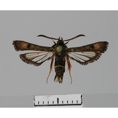 /filer/webapps/moths/media/images/P/pythes_Homogyna_AM_BMNH.jpg