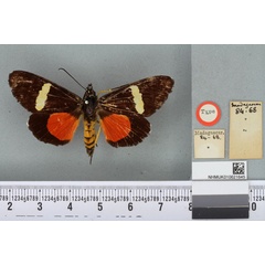 /filer/webapps/moths/media/images/W/watersii_Eusemia_HT_BMNHa.jpg