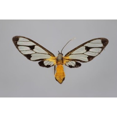 /filer/webapps/moths/media/images/X/xanthosoma_Myopsyche_HT_BMNH.jpg