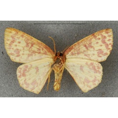 /filer/webapps/moths/media/images/A/anthocroca_Ptochophyle_AT_NHMUKb.jpg