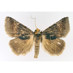 /filer/webapps/moths/media/images/F/flaviceps_Plecoptera_AM_TMSA_02.jpg