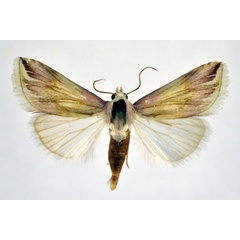 /filer/webapps/moths/media/images/P/pulcherrima_Eublemma_A_NHMO_02.jpg