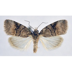 /filer/webapps/moths/media/images/S/submediana_Characoma_A_NHMO.jpg