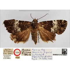 /filer/webapps/moths/media/images/A/africana_Erastria_HT_NHMUK.jpg