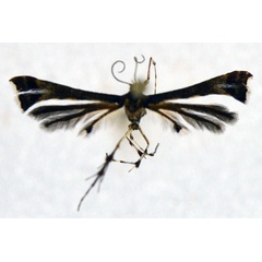 /filer/webapps/moths/media/images/C/castaneum_Crocydoscelis_HT_NHMO.jpg