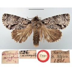 /filer/webapps/moths/media/images/P/paragrapha_Acronycta_HT_BMNH.jpg