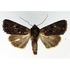 /filer/webapps/moths/media/images/A/annosa_Feliniopsis_AF_Aulombard.jpg