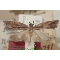 /filer/webapps/moths/media/images/R/rungsella_Orygocera_HT_MNHN.jpg