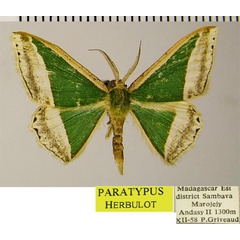 /filer/webapps/moths/media/images/S/subrubescens_Archichlora_PTM_ZSMa.jpg