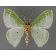 /filer/webapps/moths/media/images/L/leucochloraria_Comibaena_A_ZSM_02.jpg