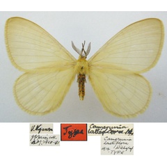 /filer/webapps/moths/media/images/L/lactiflora_Camerunia_HT_NHMUK.jpg