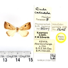 /filer/webapps/moths/media/images/C/catadela_Rivula_PTM_BMNH.jpg