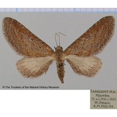 /filer/webapps/moths/media/images/M/mendosaria_Eupithecia_AF_BMNH.jpg