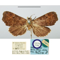 /filer/webapps/moths/media/images/N/ndalla_Catada_HT_BMNH.jpg