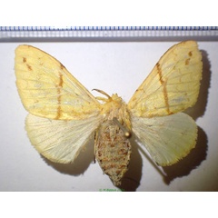 /filer/webapps/moths/media/images/C/canariensis_Lymantica_AF_Bippus.jpg