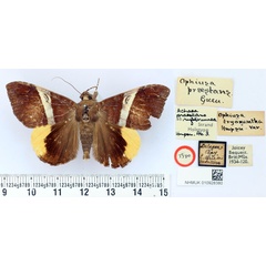 /filer/webapps/moths/media/images/R/rufobrunnea_Achaea_HT_BMNH.jpg