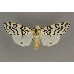 /filer/webapps/moths/media/images/A/atripes_Paralpenus_AF_BMNH.jpg