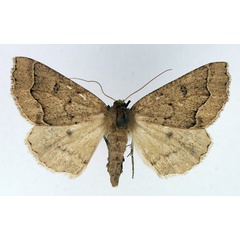 /filer/webapps/moths/media/images/P/paliscia_Aethiopodes_AF_TMSA.jpg