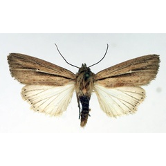 /filer/webapps/moths/media/images/O/operosa_Mythimna_AF_Aulombard.jpg